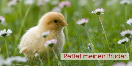 Bruderhahn intitiative Deutschland