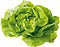 Salat Kopfsalat rot / grün samenfest