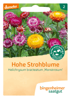 Artikelbild: Hohe Strohblume