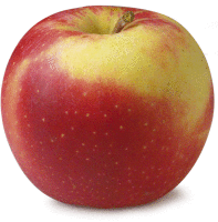 Artikelbild: Apfel Elstar