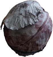 Artikelbild: Rotkohl