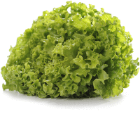 Artikelbild: Salat Batavia rot/grün 