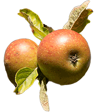 Artikelbild: Apfel Boskoop