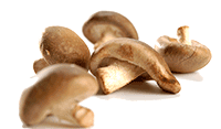 Artikelbild: Shiitake-Pilze