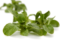 Artikelbild: Salat Feldsalat samenfest <strong>ausgelistet am: 05.09.2025</strong>