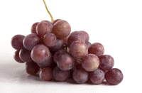 Artikelbild: Trauben kernlos rot/blau <strong>ausgelistet am: 05.09.2025</strong>