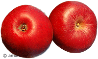 Artikelbild: Frühapfel Akane <strong>ausgelistet am: 05.09.2025</strong>