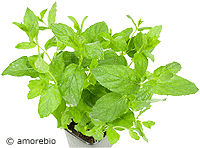 Artikelbild: Minze im Topf 13 cm - 8 Töpfe