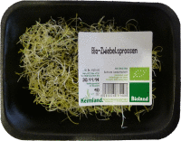 Artikelbild: Zwiebelsprossen