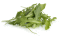 Rucola